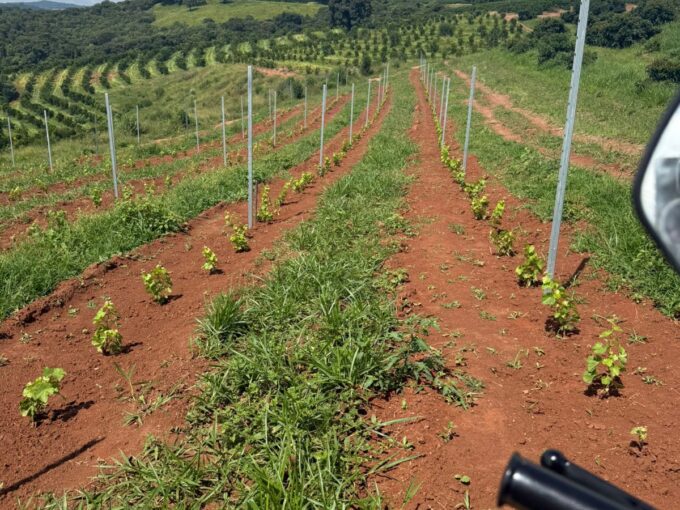 🌾☕🍇 FAZENDA PREMIUM À VENDA | CARMO DA CACHOEIRA – SUL DE MINAS 🍇☕🌾